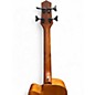 Used Gold Tone M bass FL Mahogany Acoustic Bass Guitar