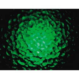 CHAUVET DJ CH-222 Abyss Jr.