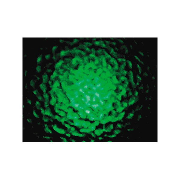 CHAUVET DJ CH-222 Abyss Jr.