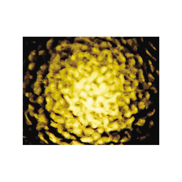 CHAUVET DJ CH-222 Abyss Jr.